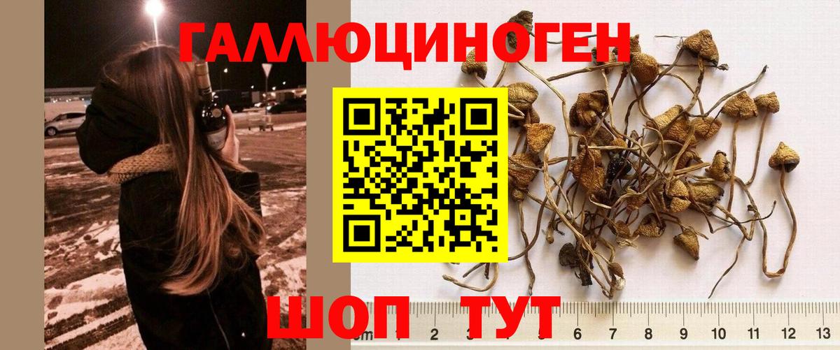 где найти   Псилоцибиновые грибы Magic Shrooms  Вход с VPN  Куйбышев 